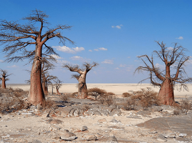 Pembury Tours - African Destinations - Botswana - Makgadikgadi Pans National Park