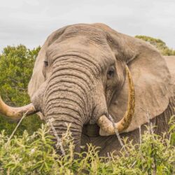 Pembury Tours - Kariega Game Reserve - Eastern Cape - South Africa - Big Five Game Viewing - Game Drive - Elephant