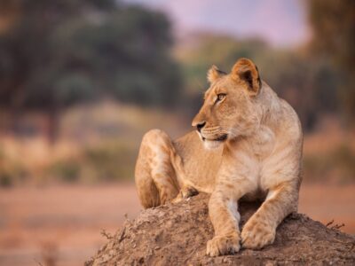Pembury Tours - Hwange National Park - Zimbabwe - Game Drives - Game Viewing - Birdlife - Big Five Safari - Lioness