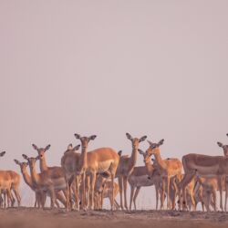 Pembury Tours - Hwange National Park - Zimbabwe - Game Drives - Game Viewing - Birdlife - Big Five Safari - Impala