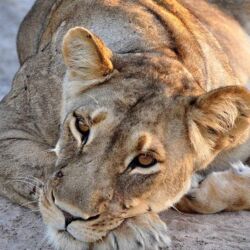 Pembury Tours - Hwange National Park - Zimbabwe - Game Drives - Game Viewing - Birdlife - Big Five Safari - Lion