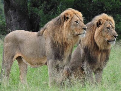 Pembury Tours - Hwange National Park - Zimbabwe - Game Drives - Game Viewing - Birdlife - Big Five Safari - Lion