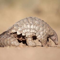 Pembury Tours - Hwange National Park - Zimbabwe - Game Drives - Game Viewing - Birdlife - Big Five Safari - Pangolin