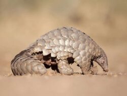 Pembury Tours - Hwange National Park - Zimbabwe - Game Drives - Game Viewing - Birdlife - Big Five Safari - Pangolin