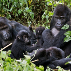 Rwanda
