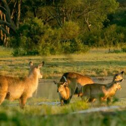 Pembury Tours - Hwange National Park - Zimbabwe - Game Drives - Game Viewing - Birdlife - Big Five Safari - Waterbuck