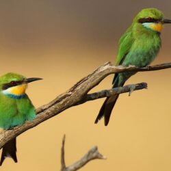 Pembury Tours - Hwange National Park - Zimbabwe - Game Drives - Game Viewing - Birdlife - Big Five Safari - Little Bee Eater