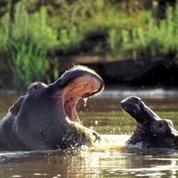 Pembury Tours - Kariega Game Reserve - Eastern Cape - South Africa - Big Five Game Viewing - Game Drive - Hippo