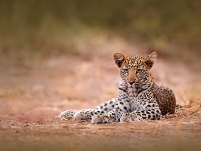 Pembury Tours - Hwange National Park - Zimbabwe - Game Drives - Game Viewing - Birdlife - Big Five Safari - Leopard