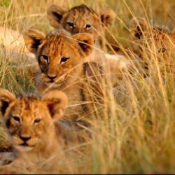 Pembury Tours - Kariega Game Reserve - Eastern Cape - South Africa - Big Five Game Viewing - Game Drive - Lion Cubs