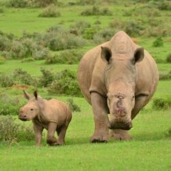 Pembury Tours - Kariega Game Reserve - Eastern Cape - South Africa - Big Five Game Viewing - Game Drive - Hippo