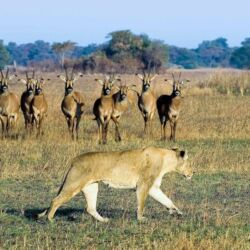 Pembury Tours - Kafue National Park - Zambia - Wildlife - Big Five Game Viewing - Game Drive - Lion