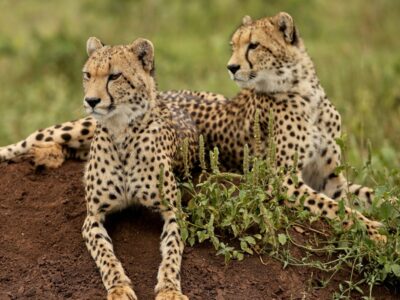 Pembury Tours - Kafue National Park - Zambia - Wildlife - Big Five Game Viewing - Game Drive - Cheetah