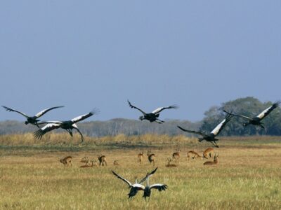 Pembury Tours - Kafue National Park - Zambia - Wildlife - Big Five Game Viewing - Game Drive - Cranes