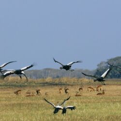 Pembury Tours - Kafue National Park - Zambia - Wildlife - Big Five Game Viewing - Game Drive - Cranes