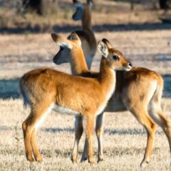Pembury Tours - Kafue National Park - Zambia - Wildlife - Big Five Game Viewing - Game Drive - Puku