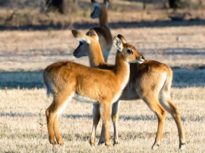 Pembury Tours - Kafue National Park - Zambia - Wildlife - Big Five Game Viewing - Game Drive - Puku