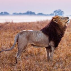 Pembury Tours - Busanga Plains - Kafue National Park - Zambia - Wildlife - Big Five Game Viewing - Game Drive - Lion