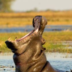 Pembury Tours - Busanga Plains - Kafue National Park - Zambia - Wildlife - Big Five Game Viewing - Game Drive - Hippo