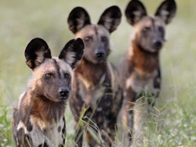 Pembury Tours - Kafue National Park - Zambia - Wildlife - Big Five Game Viewing - Game Drive - Wild Dog
