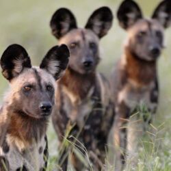 Pembury Tours - Kafue National Park - Zambia - Wildlife - Big Five Game Viewing - Game Drive - Wild Dog