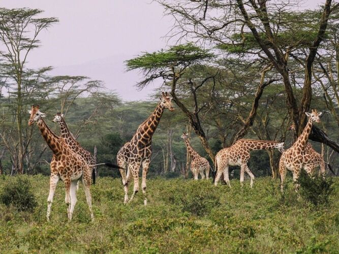Pembury Tours - Kafue National Park - Zambia - Wildlife - Big Five Game Viewing - Game Drive - Giraffes