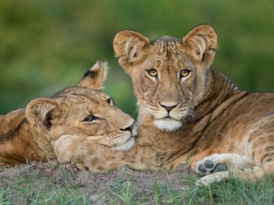 Pembury Tours - Kafue National Park - Zambia - Wildlife - Big Five Game Viewing - Game Drive - Lioness