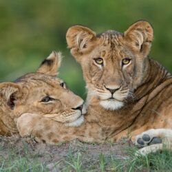 Pembury Tours - Kafue National Park - Zambia - Wildlife - Big Five Game Viewing - Game Drive - Lioness