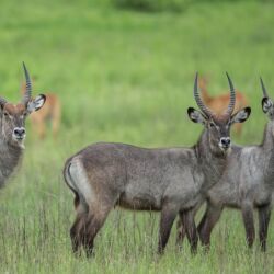 Pembury Tours - Kafue National Park - Zambia - Wildlife - Big Five Game Viewing - Game Drive - Waterbuck