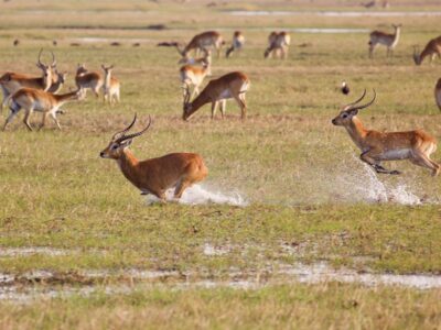 Pembury Tours - Kafue National Park - Zambia - Wildlife - Big Five Game Viewing - Game Drive - Lechwe