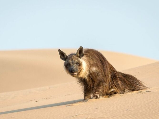Pembury Tours - Hoanib Skeleton Coast - Namibia - Wildlife - Game Viewing - Desert Hyena