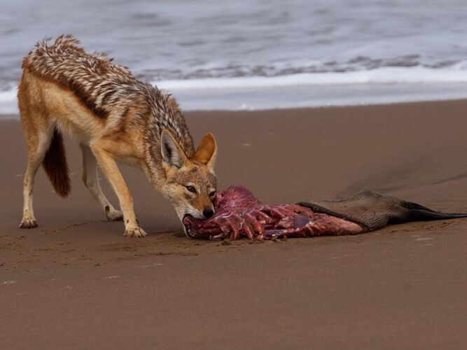 Pembury Tours - Hoanib Skeleton Coast - Namibia - Wildlife - Game Viewing - Jackal