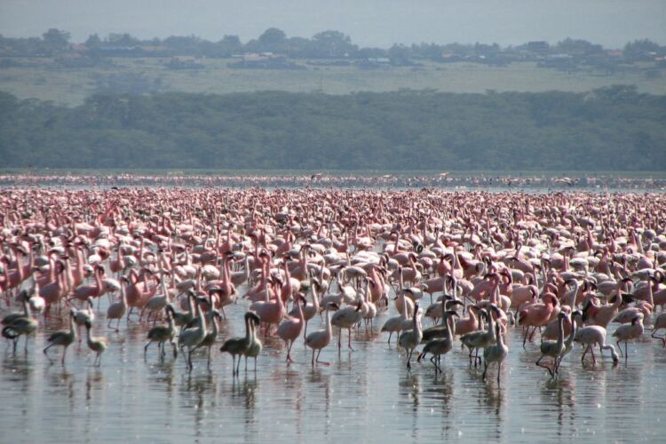 Lake Manyara - massed flamingoes