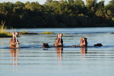 Zambezi sunset cruise - Lady Livingstone - hippos