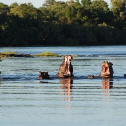 Zambezi sunset cruise - Lady Livingstone - hippos