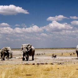 Elephants Etosha National Park