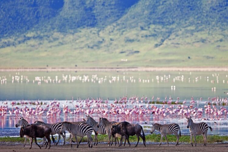 Pembury Tours - Ngorongoro Crater Conservancy Tour - Tanzania - Tanzanian Wildlife - East African Safari - Game Viewing - Game Drive - Zebra