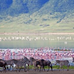 Pembury Tours - Ngorongoro Crater Conservancy Tour - Tanzania - Tanzanian Wildlife - East African Safari - Game Viewing - Game Drive - Zebra