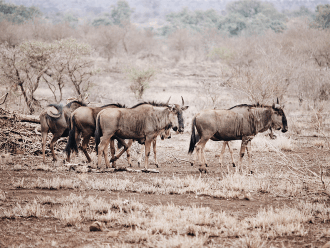 Wildebeest